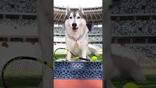 Il mio CANE PARTECIPA alle OLIMPIADI 🐶😧🥇 #dog #cane #olimpiadi #comico #comedy