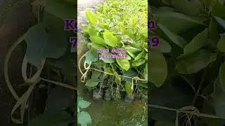 Kg10 Jamun, King Jamun Plants Available #7679651659 #chakla #raipur #kolkata #westbengal #fruit