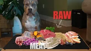 🥩American Bully XL RAW Feeding | Puppy Raw Diet Mukbang + Bone-In Meal (ASMR) #americanbullyxl #raw