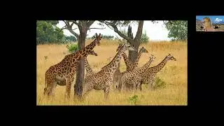 World Elephant Day Tour Kenya Virtual Safari with Vaya Adventures & Canadian Geographic