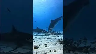 Shark hunting Tactics (under the sea floor)￼