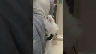 always stick in my chest @bedtimestory @nanababygirl @maltese @manja @rutindidadamama