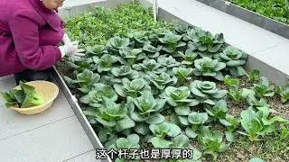 期盼已久的小院摘菜视频来啦 收获满满的一天