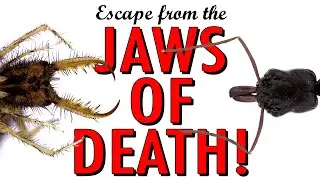 Escape from the jaws of death!