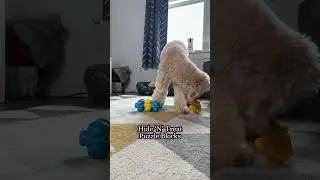 4 TOYS THAT KEEP YOUR DOG BUSY