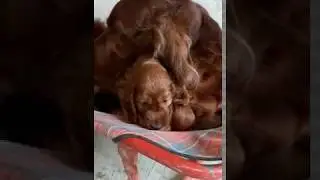 Mamma e figlia di setter  irlandese