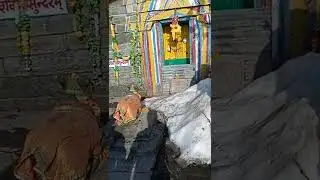 Tungnath Mandir uttarakhand#Tungnathmandir#Short