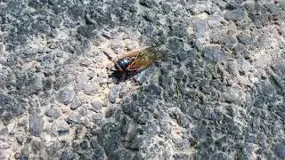 Cicadas in East Coast 2021        Цикады в США 2021