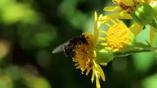 Thick-legged hoverfly (Syritta pipiens)