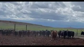 Out to the Pasture. cartercountrymeats.com