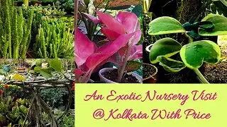 A Nursery With Exotic Indoor Plant | Best Indoor Plant Nursery Visit In Kolkata With Price