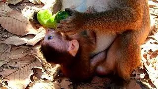 Poor Hungry Dustin So Wanna Eat Cucumber With Mother Diamond! So Poor Baby!