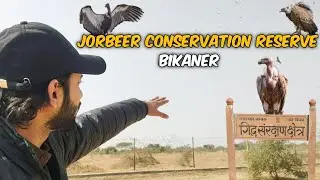 Jorbeer Conservation Reserve: The Last Sanctuary for India's Endangered Vultures 🏜️ Bikaner