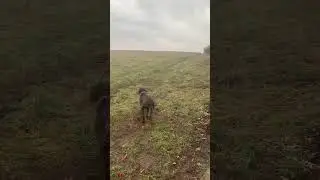 German shorthair pointer pretending to be a lab!