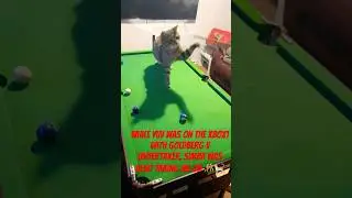 Simba replaying #wwe  #goldberg v #undertaker match while I play #pool #cat #catplaying #pets #love