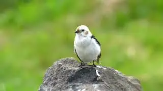 Snow Bunting (Plectrophenax nivalis)