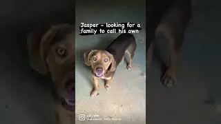 Video of adoptable pet named Jasper - Not At the Shelter