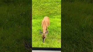 Pocono Mountains #poconospa #wildlife #mountains