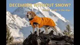 Relaxing Nature Walk with Beagle Dog in the Mountains in December (4K)