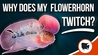 Why Does My Flowerhorn Twitch?