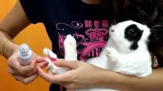 Bunny Care Routine - Rabbit Nail grinding.wmv