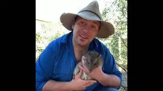 154 122 Wicked Wildlife Potaroos are unique marsupials but unfortunately o