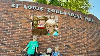 Мы ходили в зоопарк STL!
