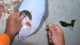 BLACK BASS BORN OF FLUKE BELLY