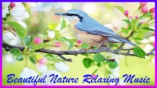 Beautiful Nature Relaxing Music | Stress Relief | Meditation, Study, Calming Music Peaceful Soothing