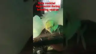 Cockatiel aggression during breeding season #cockatiel #male#birds