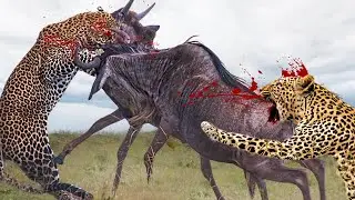 Horror! Mad Wildebeest Fights Back Leopard Escape From Their Hunting - Leopard Vs Wildebeest