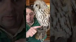 Пушистая наша очень сонная неясыть!