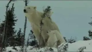 Knut and Friends - OFFICIAL TRAILER