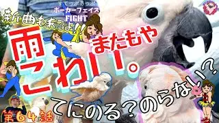 【手に乗る乗らない】八王子で川遊びするも大雨がっ！羽夢蔵ファミリー大ピンチ！そして羽夢蔵はなぜか手に乗らない気まぐれな鳥！新曲◆#６４◆羽夢蔵◆はむぞうちゃんねる◆Moluccan Cockatoo◆