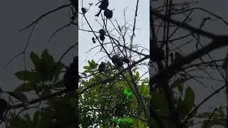 This is our amazing Kola Nut Tree otherwise known as Bissy.#jamaica #agriculture #tea #kolanut