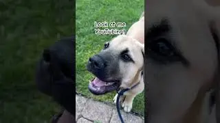 Goose the attention toddler #cute #puppy #silly #labrador #mastiff #goose #trending