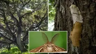 &lsquo;Gross&rsquo; moth invasion wreaks havoc on forests &mdash; and property values: &lsquo;A very bad effect&rsquo;