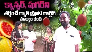 Padmavathi Garden Farms | GAC FRUIT FARMING Telugu | GAC Fruit Price And Benefits | #gacfruit