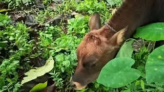 THIDAMBU NRITHAM PUTHUMANA പശു അഭിമാനം