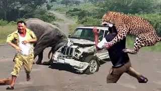 Crazy Leopard Chase Car And Attack Other Animals &ndash; Mother Zebra Rescue Her Baby From Cheetah