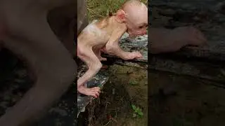 Baby Monkey Refuses Bath #monkey #babymonkey #cute