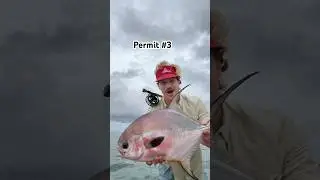 Permit #3 - finally all came together while fly fishing for Permit in Central America last month!