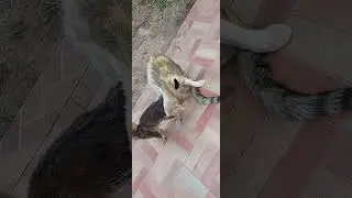 🐈mamma cat cleaning baby🐈&zwj;⬛