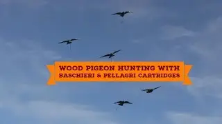 Wood pigeon hunting with Baschieri & Pellagri cartridges