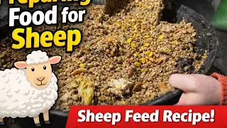 I am preparing food for my sheep.