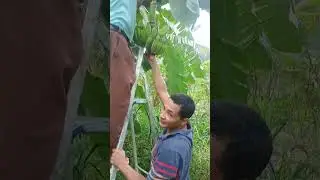 Cortamos um cacho de banana e tinha dois filhotes de rolinha!