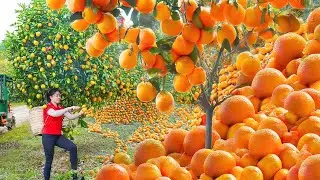 Harvest 500KG of Oranges Use Truck Transport Orange Go To Market Sell, Buy Baby Ducks