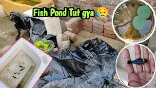 Aaj Fish Pond Todna Para 😢💔 | Drum Fish pond  | Free Tubifex Worms