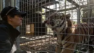 Tiger Attack zookeeper Hamilton Zoo,New Zealand