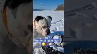 Ну сколько уже можно ждать 😁 #americanbulldog #bulldog
